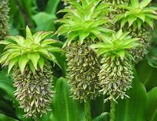 Eucomis bicolor 2ltr pot