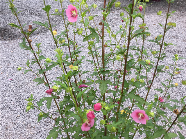 Anisodontea 'Elegans' 3ltr Std