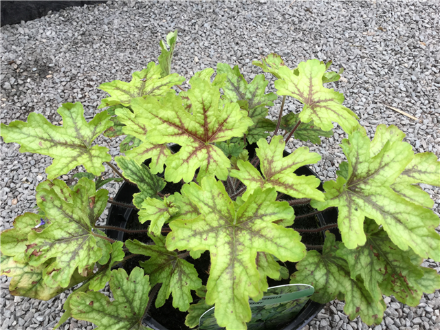 Heucherella 'Tapestry' 2L