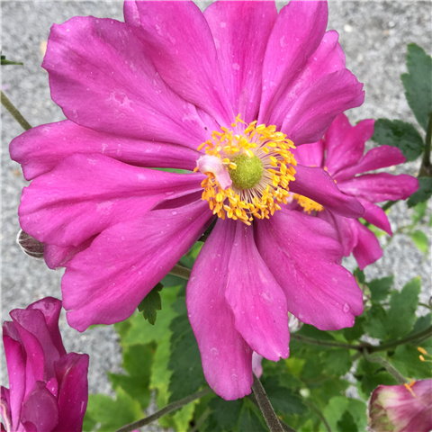 Anemone hupehensis var. japonica Splendens 2ltr pale pink single blooms with dark centers and green foliage at Pengelly