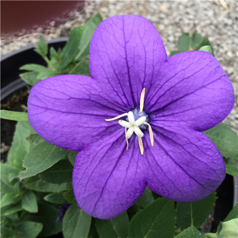 Platycodon 'Blue' 12cm