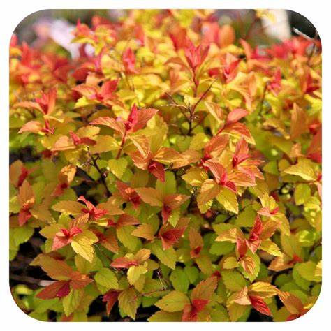 Spiraea japonica 'Firelight' 3l