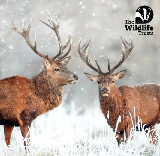 The Eco-Friendly Card Co Wildlife Trust Christmas Cards 10 Pack