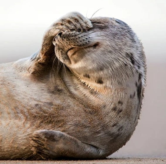 The Eco-Friendly Card Co Wildtrust Trust Grey Seals Blank