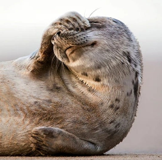 The Eco-Friendly Card Co Wildtrust Trust Grey Seals Blank