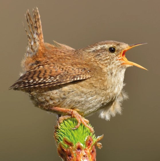 The Eco-Friendly Card Co Wildlife Trust Wren Blank