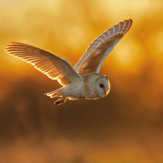 The Eco-Friendly Card Co Wildlife Trust Barn Owl Blank Card