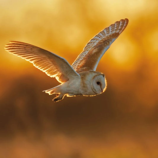 The Eco-Friendly Card Co Wildlife Trust Barn Owl Blank Card