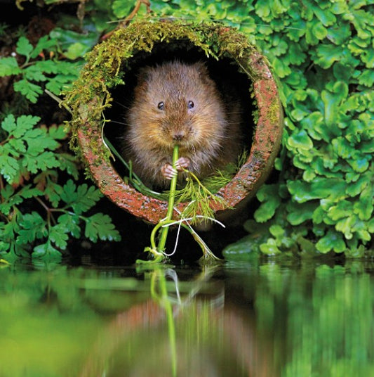 The Eco-Friendly Card Co Wildlife Trust Water Vole Blank Card