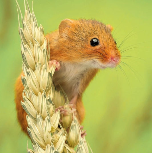 The Eco-Friendly Card Co Wildtrust Trust Harvest Mouse Blank