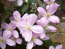 Clematis montana 'Elizabeth' 3ltr
