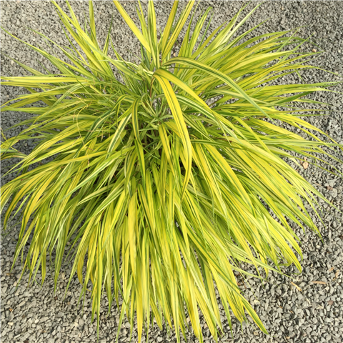 Hakonechloa macro Aureola 2L golden variegated cascading grass in pot at Pengelly Garden Centre Cornwall