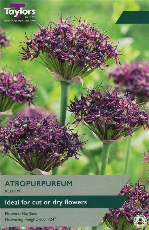 Allium atropurpureum 12 bulbs