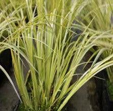 Acorus gramineus 'Ogon' 1ltr