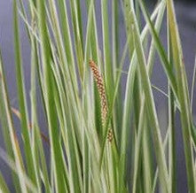 Acorus gramineus variegatus 1L