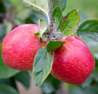 Apple (Malus) Adam's Pearmain MM106