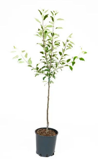 Apple (Malus) Adam's Pearmain MM106