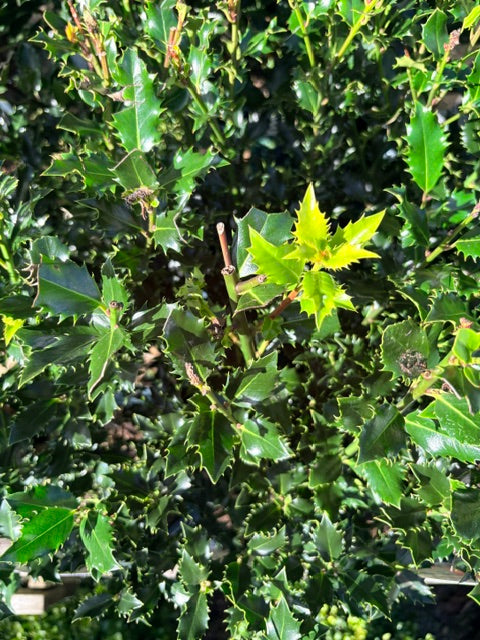 Ilex aquifolium 'Alaska' 2ltr pot