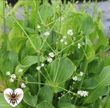 Alisma parviflora 1ltr