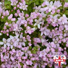Anagalis tenella 1ltr