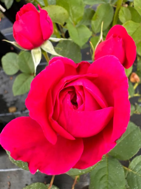 Rosa 'Andre Rieu'