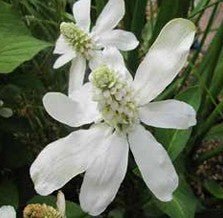 Anemopsis californicum 3L
