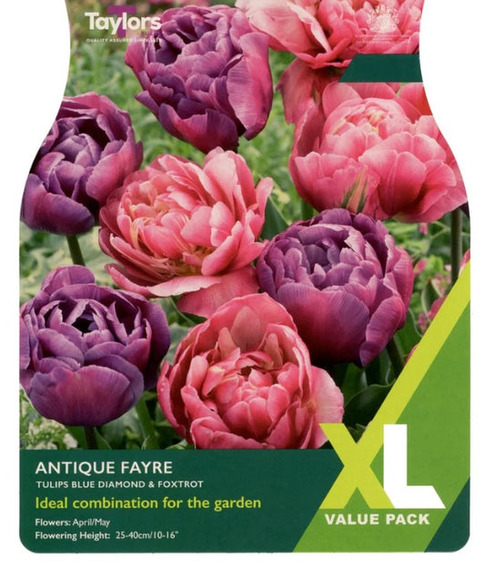 Taylors Bulbs Tulip Antique Fayre (12)