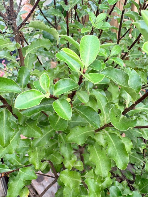 Pittosporum tenuifolium 'Arundel Green' 3L