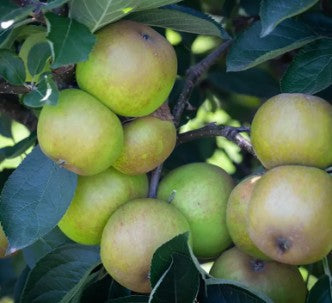 Apple (Malus) Ashmead's Kernel M26