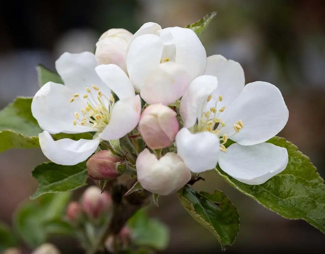 Apple (Malus) Bardsey MM106