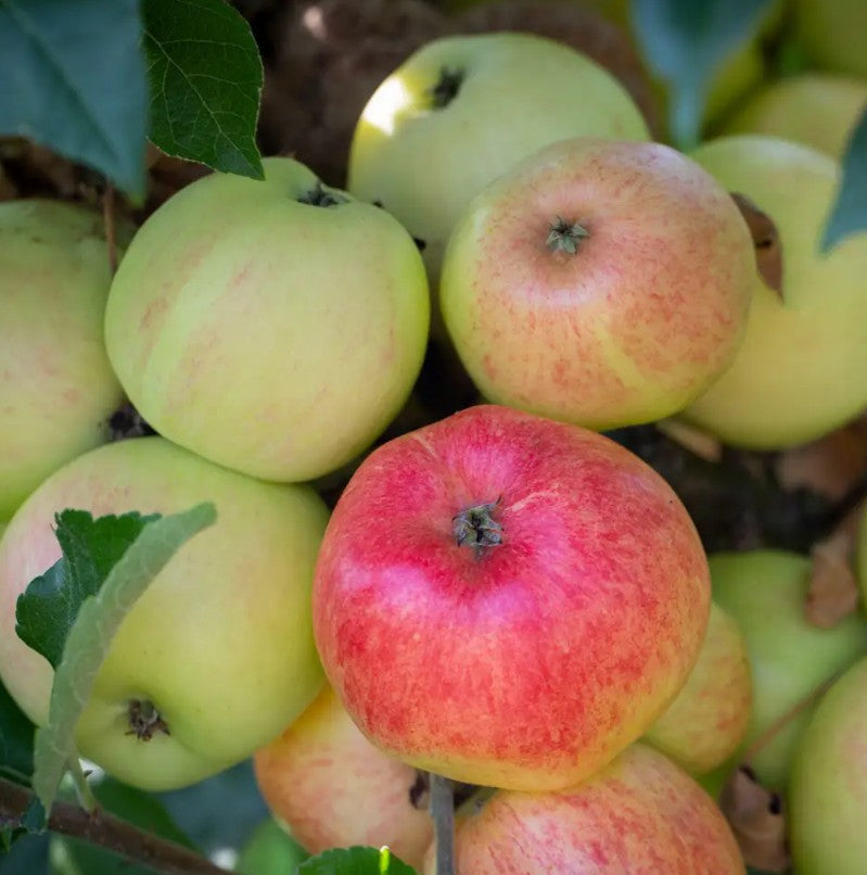 Apple (Malus) Bardsey MM106