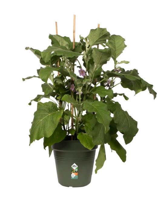 Elho Green Basics Growpot Leaf Green 24cm