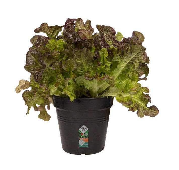 Elho Green Basics Growpot Living Black 27cm