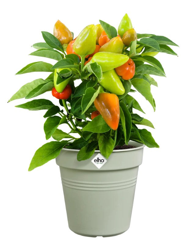 Elho Green Basics Growpot Stone Green 27cm
