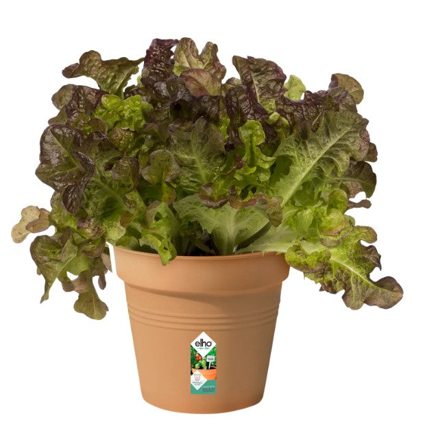 Elho Green Basics Growpot Mild Terra 30cm