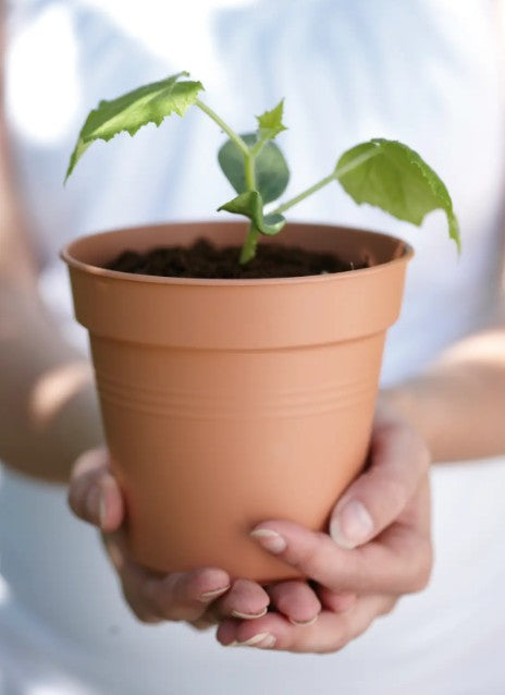 Elho Green Basics Growpot Mild Terra 30cm