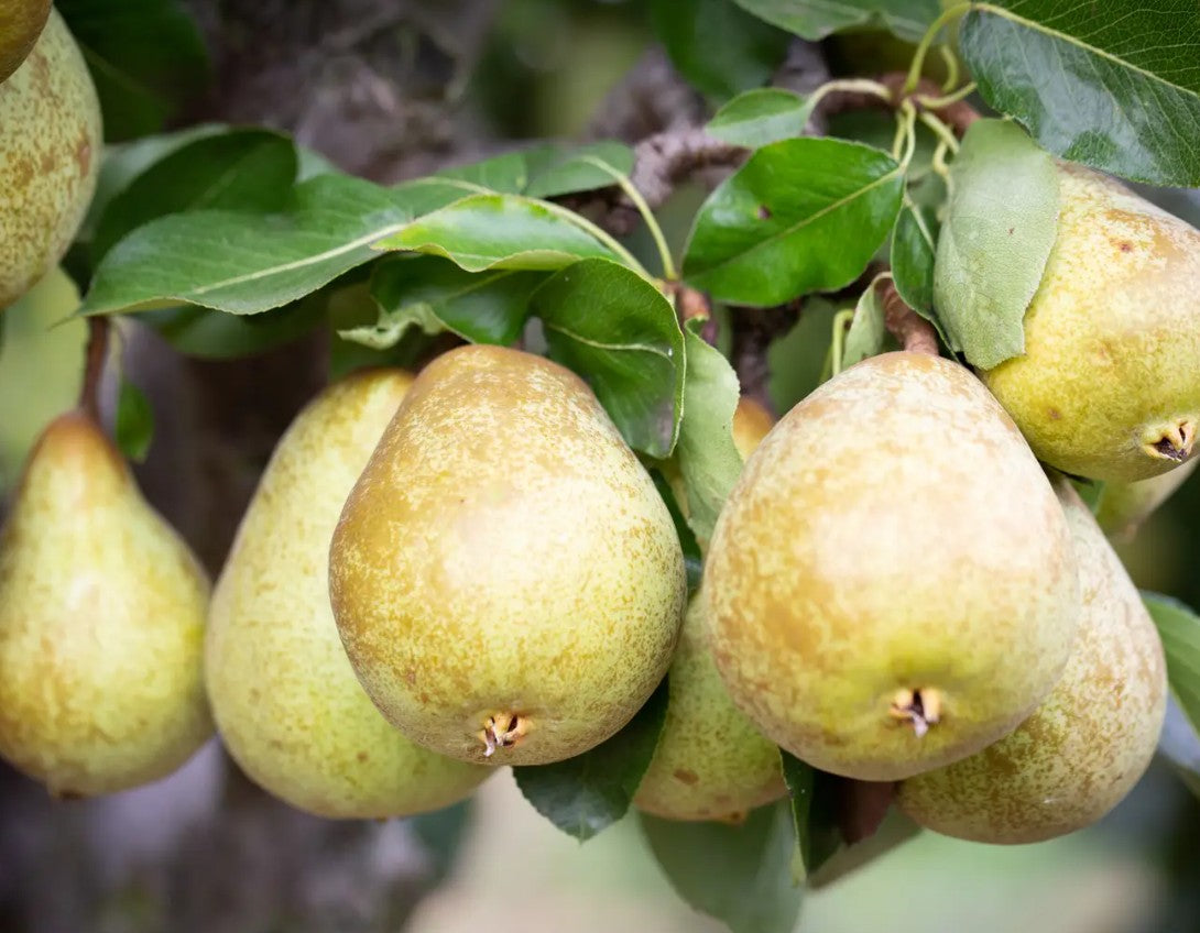 Pear (Pyrus) Beth 12L