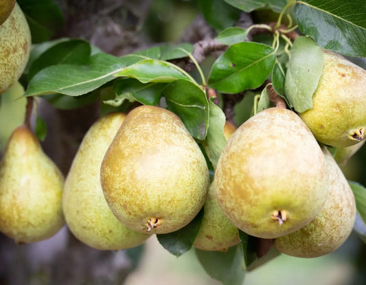 Pear (Pyrus) Beth 12L