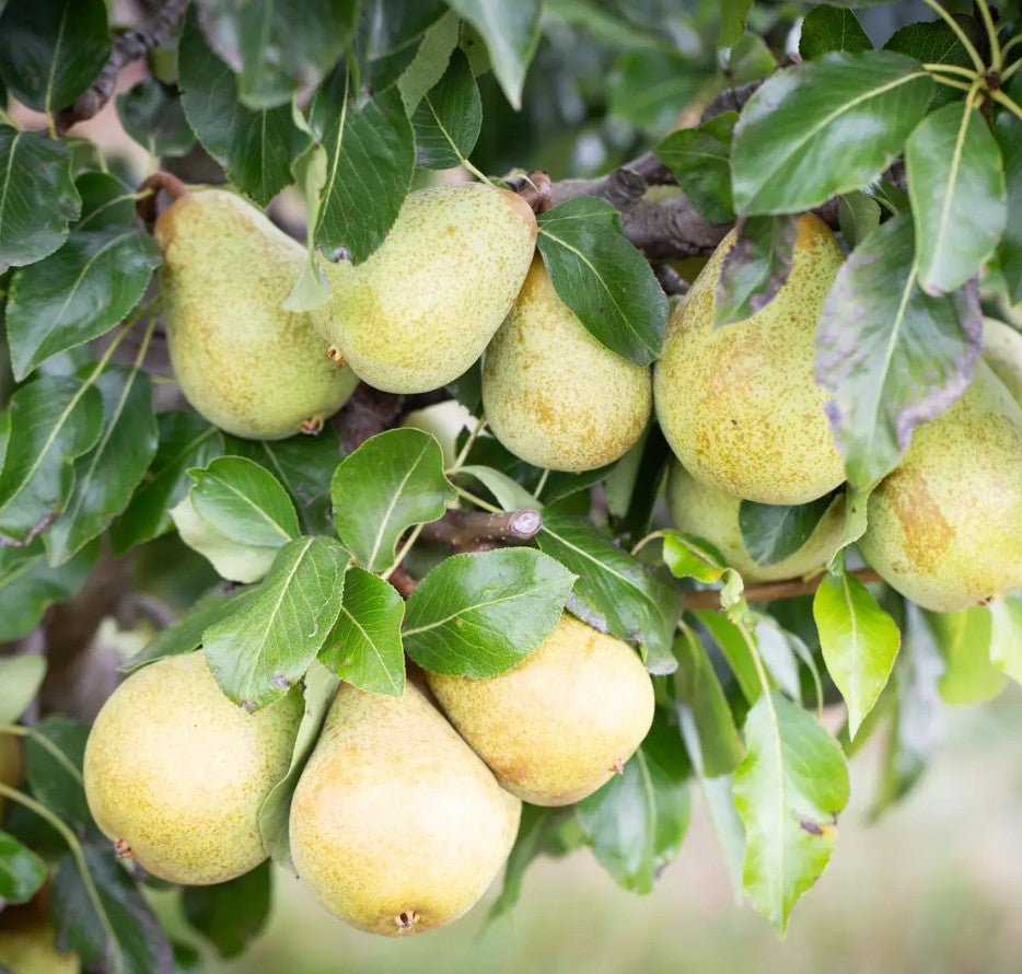 Pear (Pyrus) Beth 12L