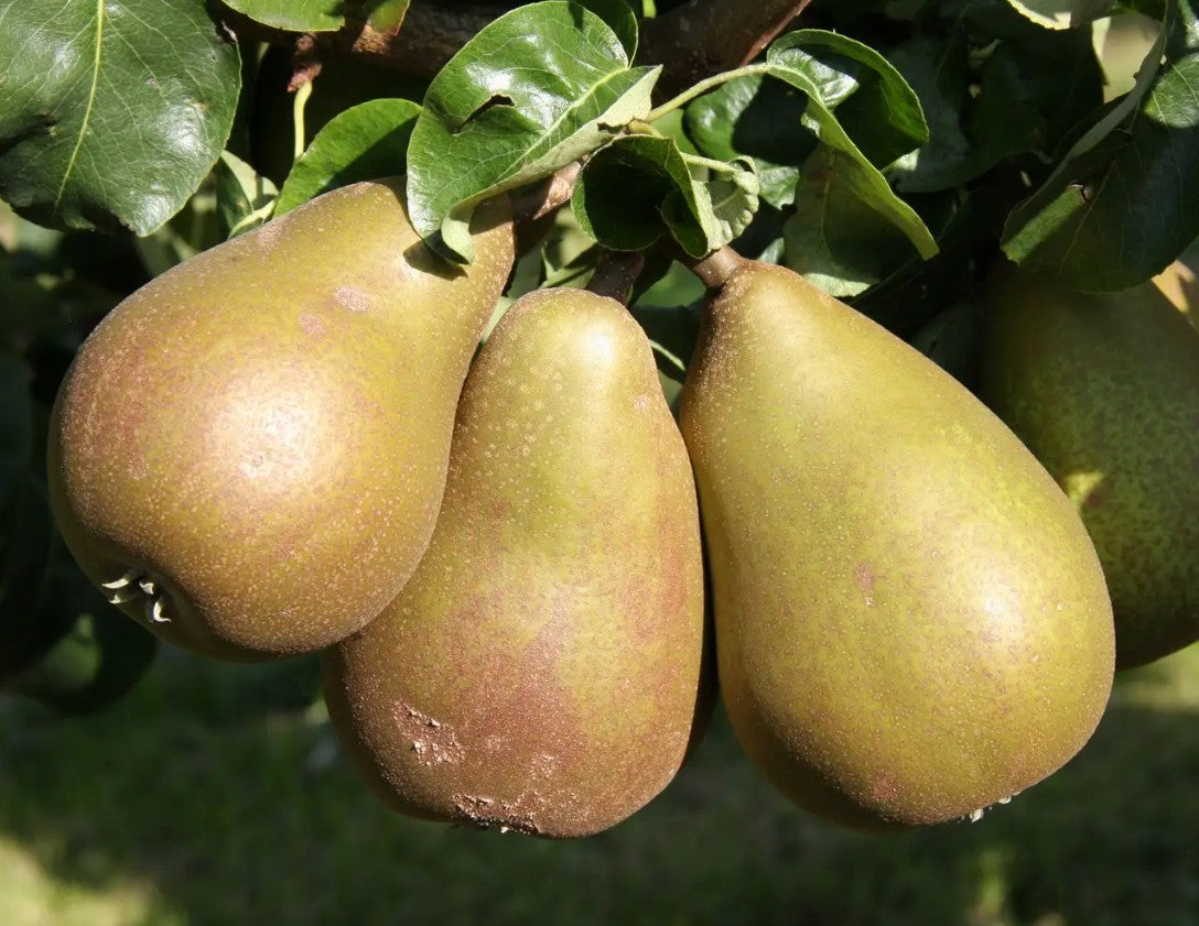 Pear (Pyrus) Beurre Hardy 12L