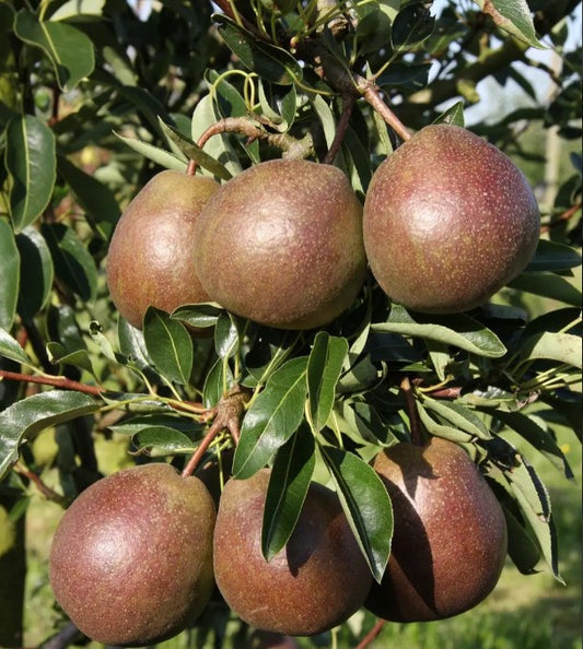Pear (Pyrus) Black Worcester Half Standard 12L