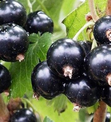 Blackcurrant Black Marble Organic 13cm
