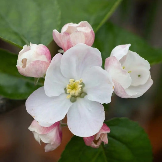 Apple (Malus) Blenheim Orange Half Standard