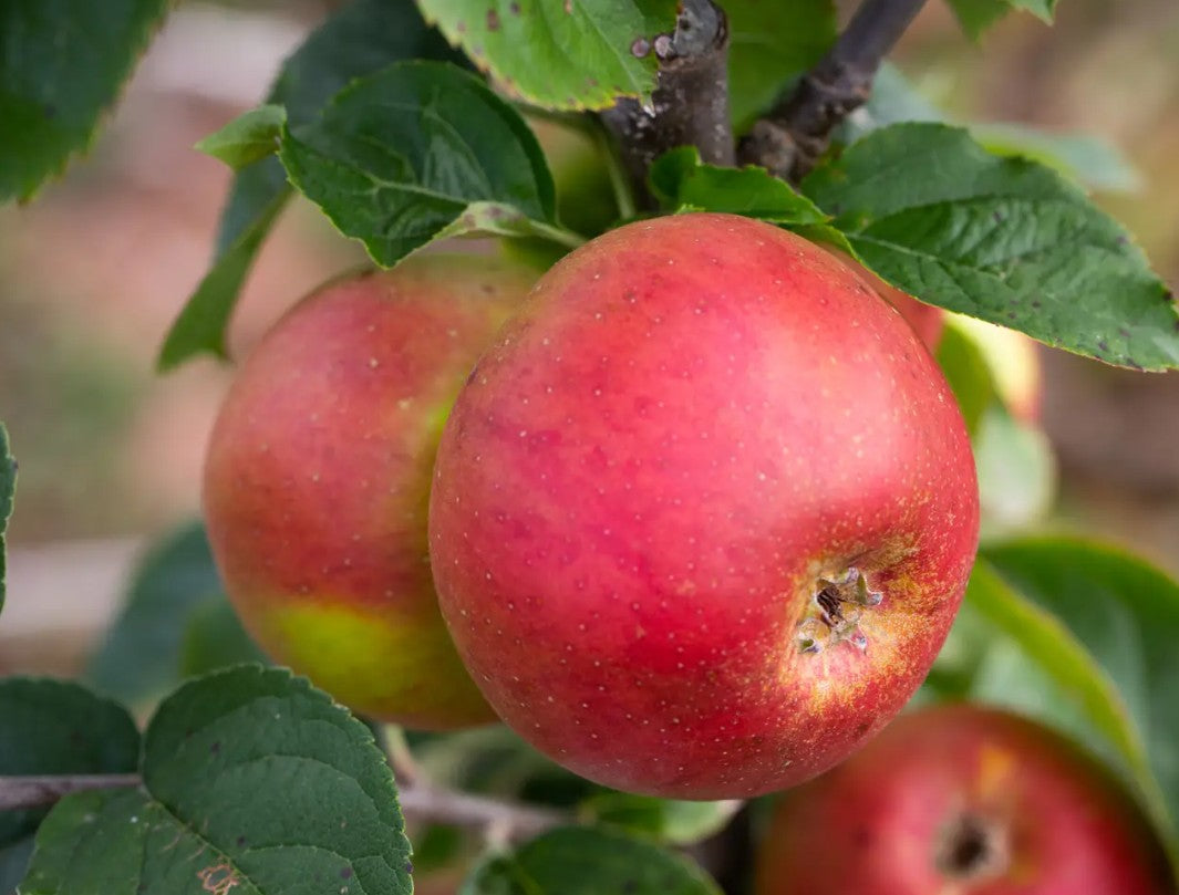 Apple (Malus) Blenheim Orange Half Standard