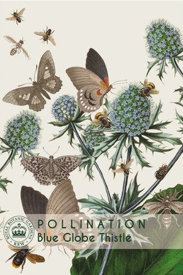 Thompson & Morgan Kew 'Blue Globe Thistle' seeds