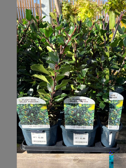 Ilex aquifolium 'Blue prince' 2ltr