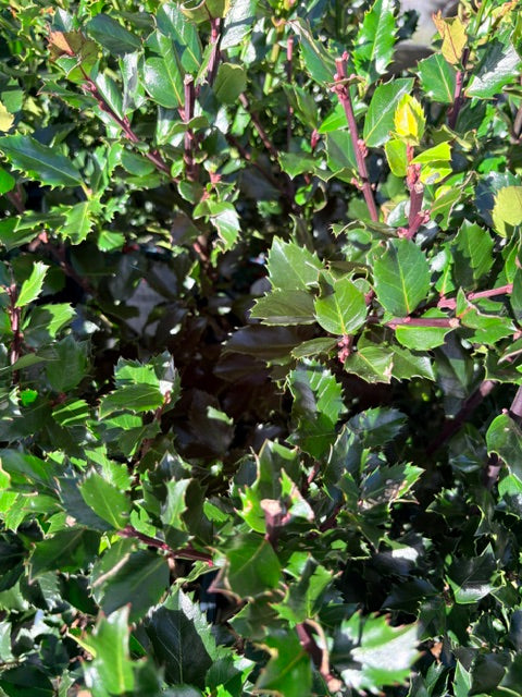 Ilex aquifolium 'Blue prince' 2ltr