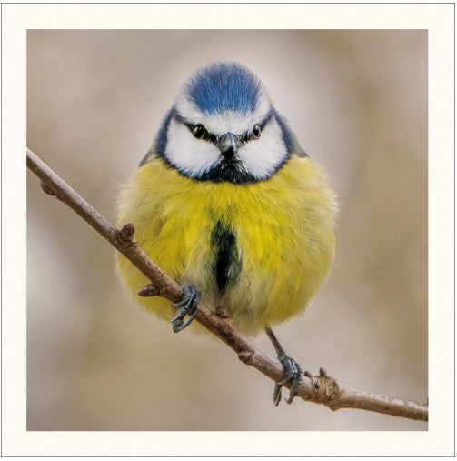 Blue Tit Eco-Card