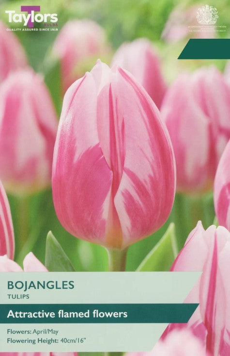 Taylors Bulbs Tulip 'Bojangles' (7)