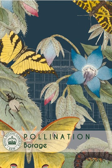 Thompson & Morgan Kew 'Borage' seeds